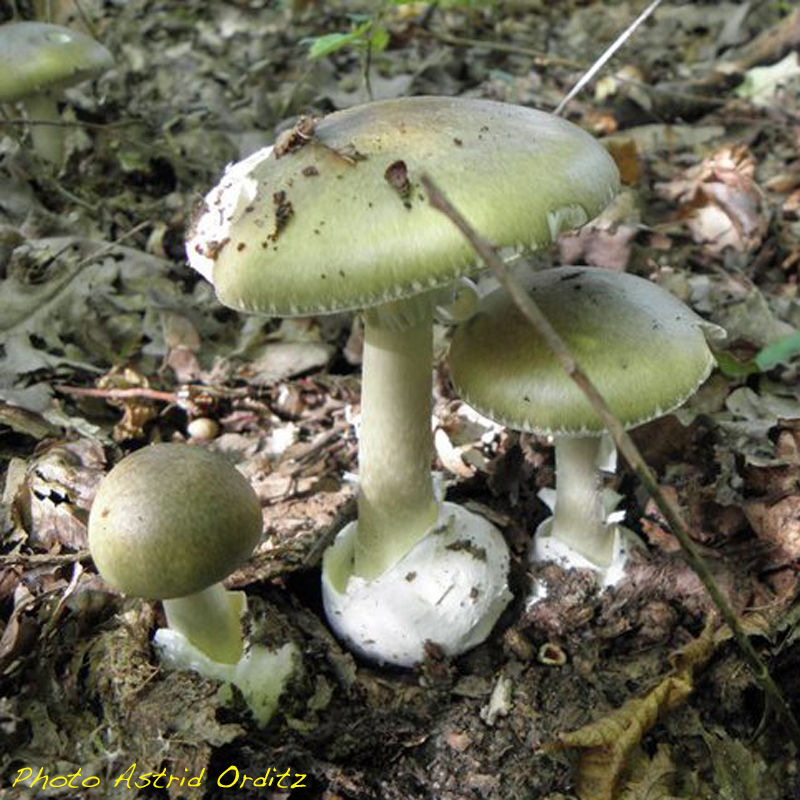 Amanite phalloïde • Amanita phalloides • Famille des Amanitaceae