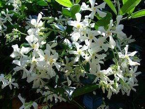 jasmin-etoile-fleurs
