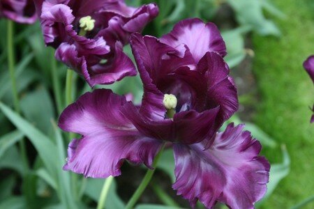 IMG_2502copie2