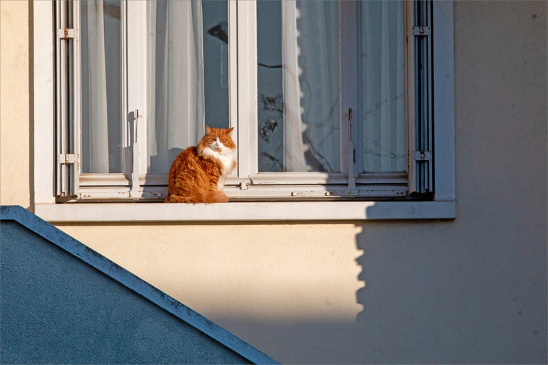 Chat pompe à chaleur 210123