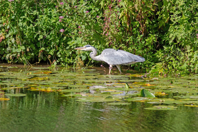 Oiseau héron fleurs 080823 2