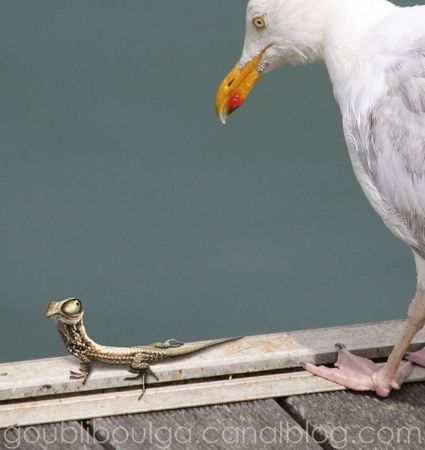 mouette-lezard2