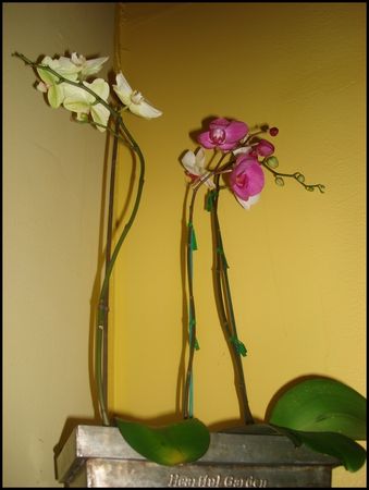 orchid_es