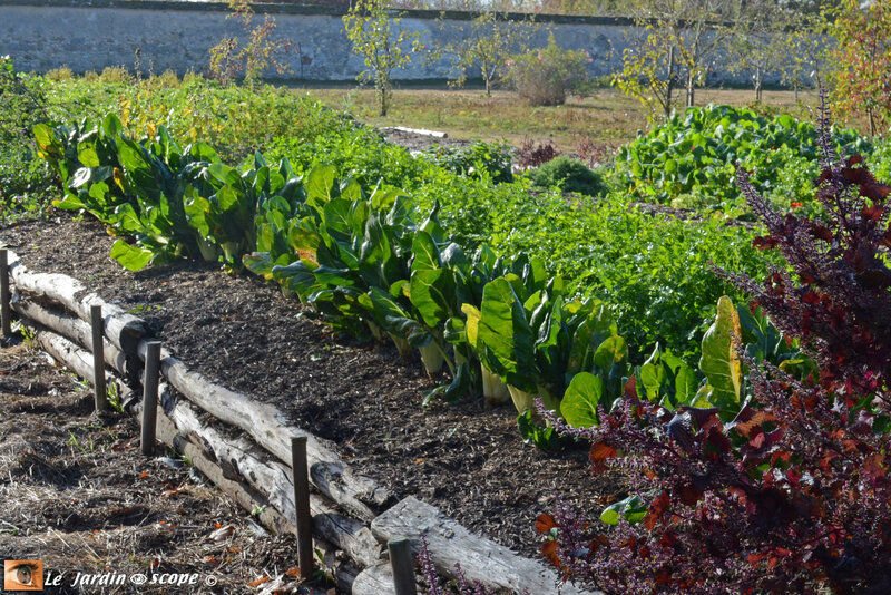 Potager-en-butte