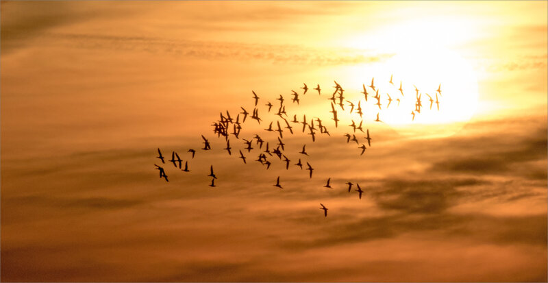 Aiguillon matin 040119 ym 11 vol oies soleil