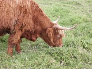 highland_cattle10