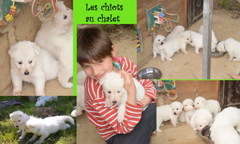 chiot3_BBS_2019