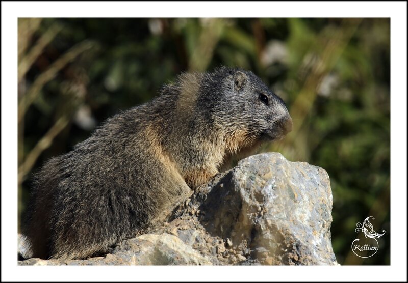 Famille marmotte 2