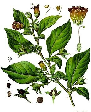 Atropa_belladonna_-_Köhler–s_Medizinal-Pflanzen-018