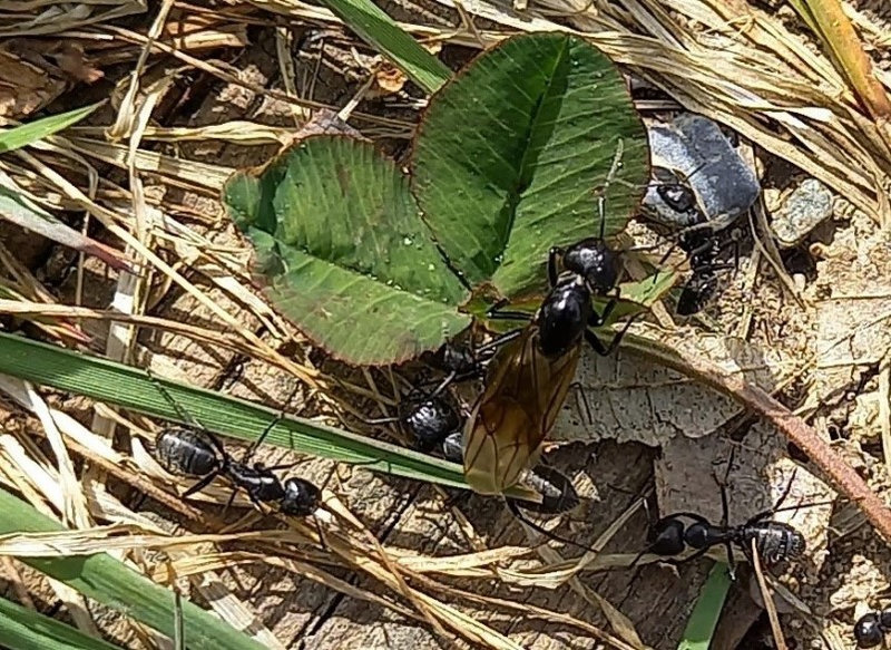 reine fourmi charpentière 1