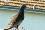 pigeon_190707