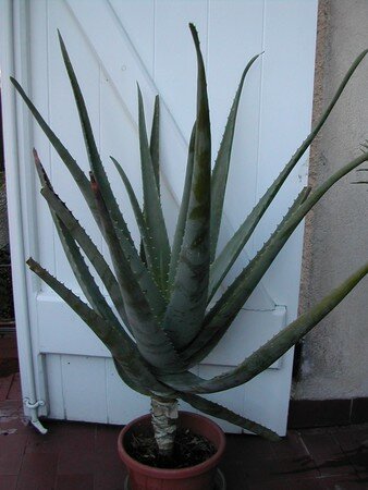 aloe_vera