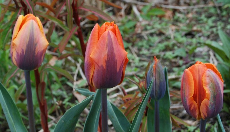 Tulipa' Prinses Irene'