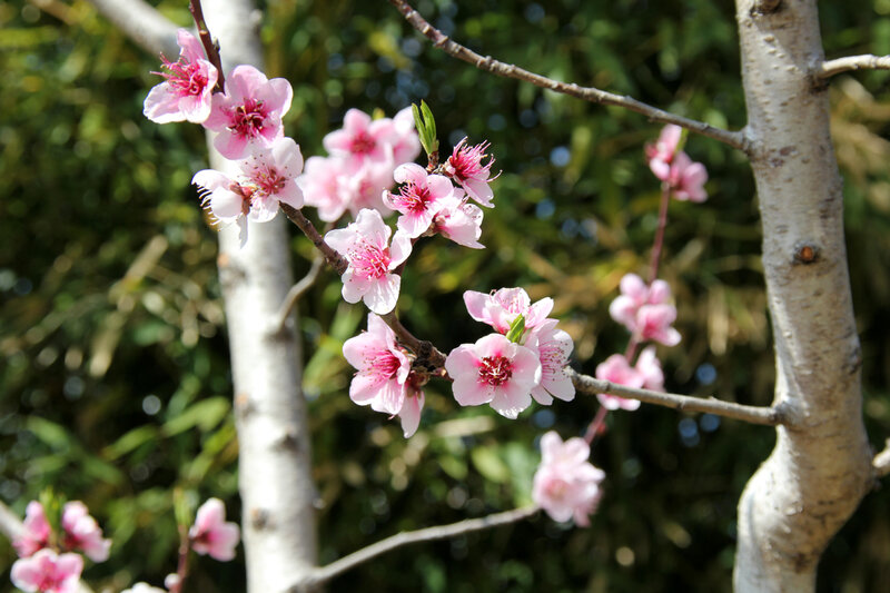 cerisier_en_fleurs