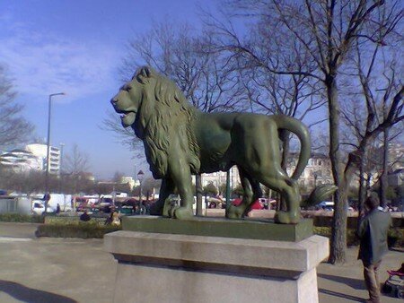 Lion___angers