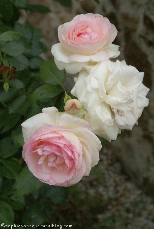 Roses de Ronsard