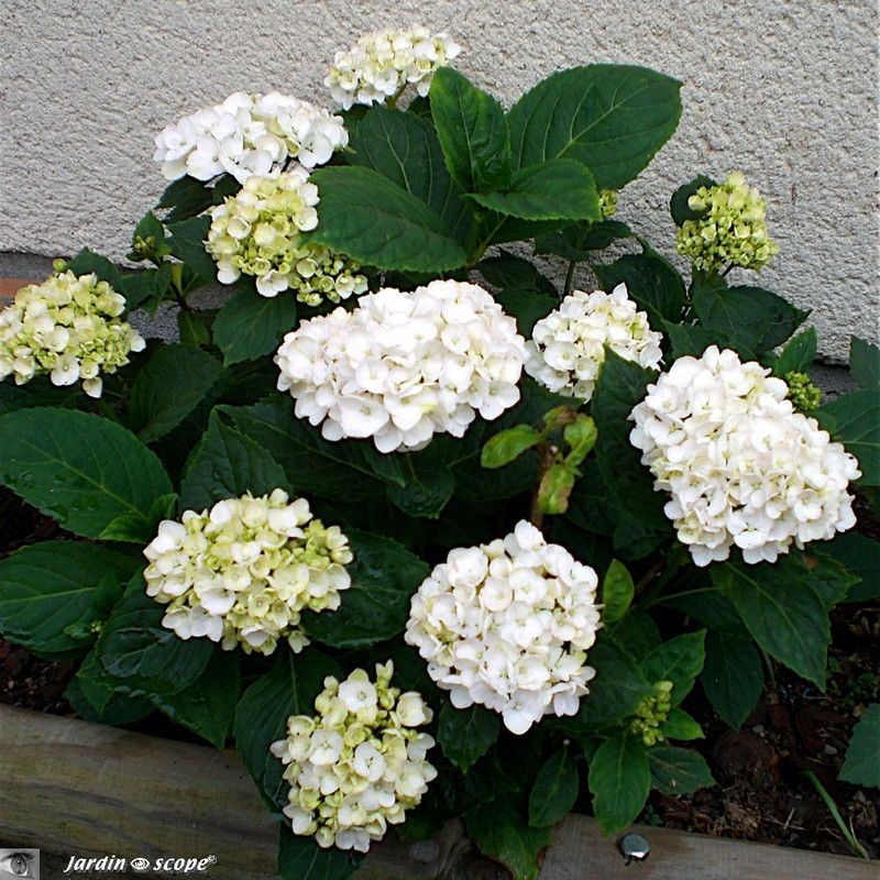 Hydrangéa macrophylla