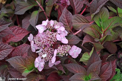 Hydrangea paniculata Twist and shout