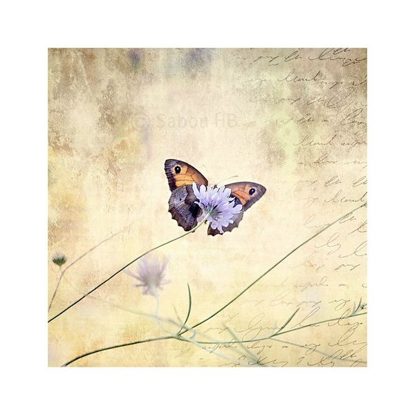Papillon-blog-Etole-