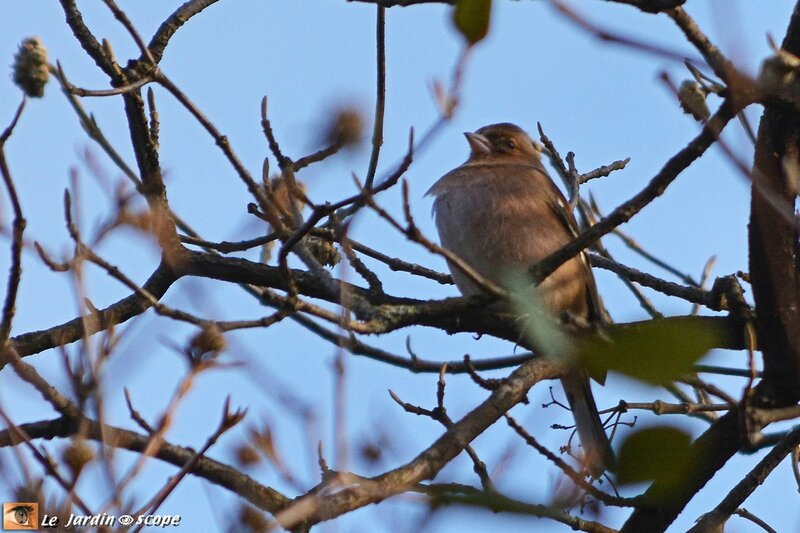 Pinson des arbres • Fringilla coelebs