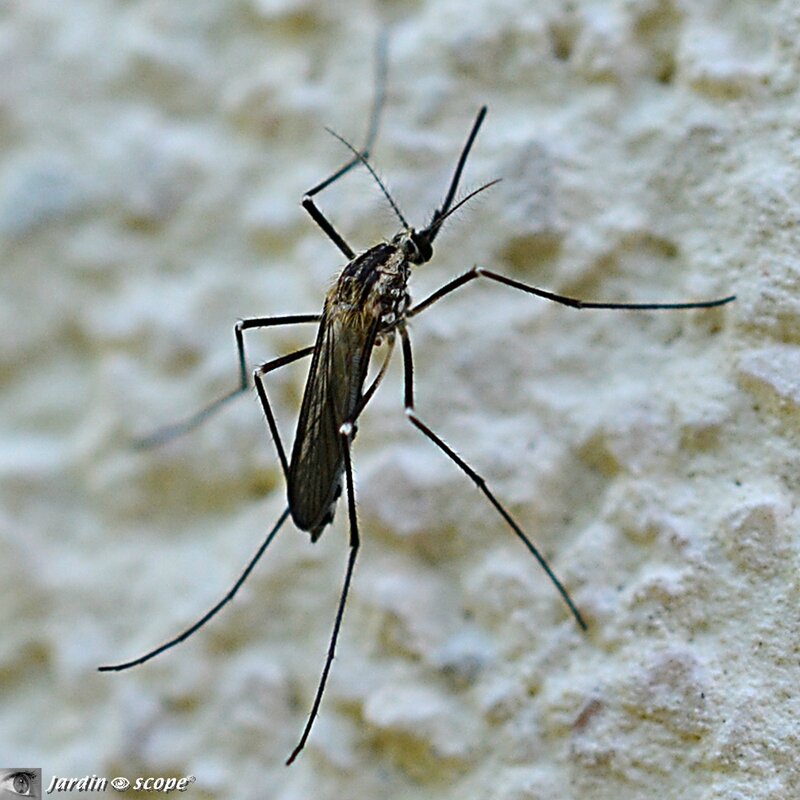 Moustique Aedes geniculatus