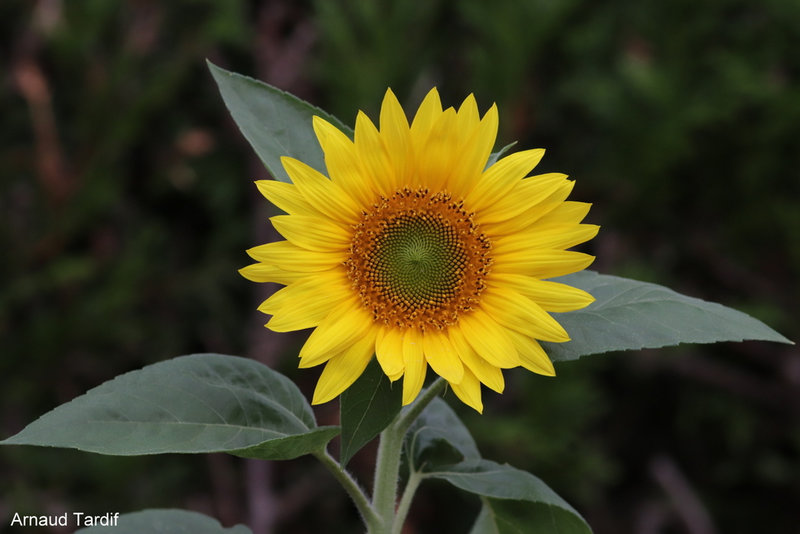 00801 Maison Année 2022 - Juillet 2022 - Tournesol Devant la Maison