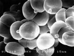 Clitocybe_acromelalga_99_11_2