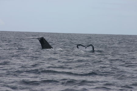 baleines___maurice_photo_claude__4_