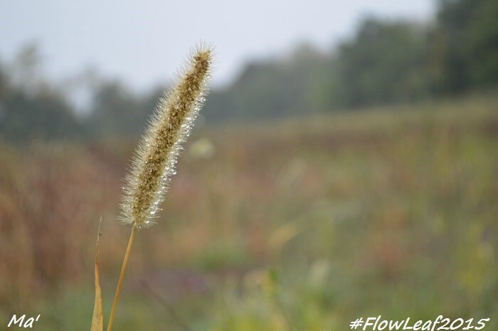 151013_2_flowleaf2015