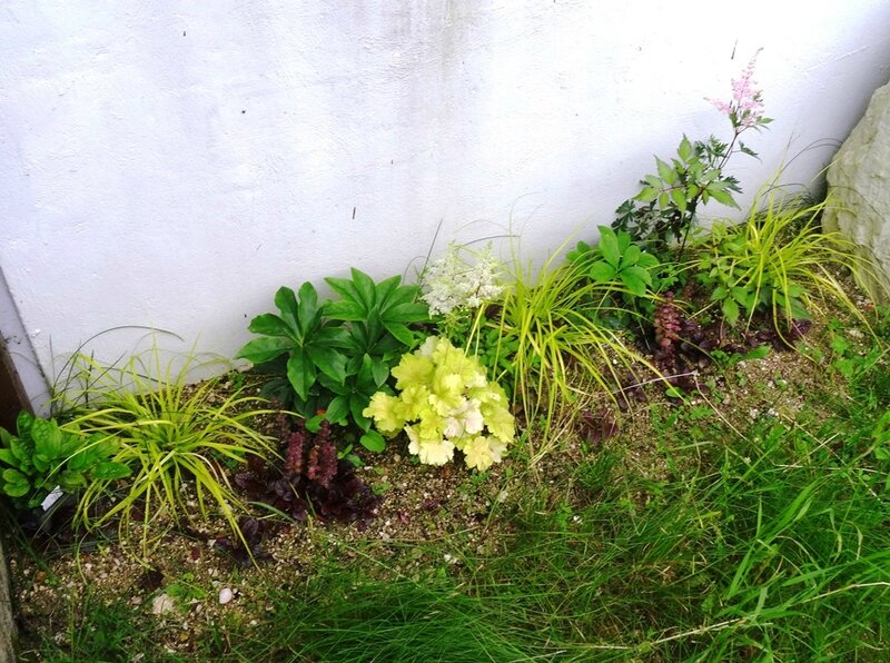 astilbes en fleurs cote nord