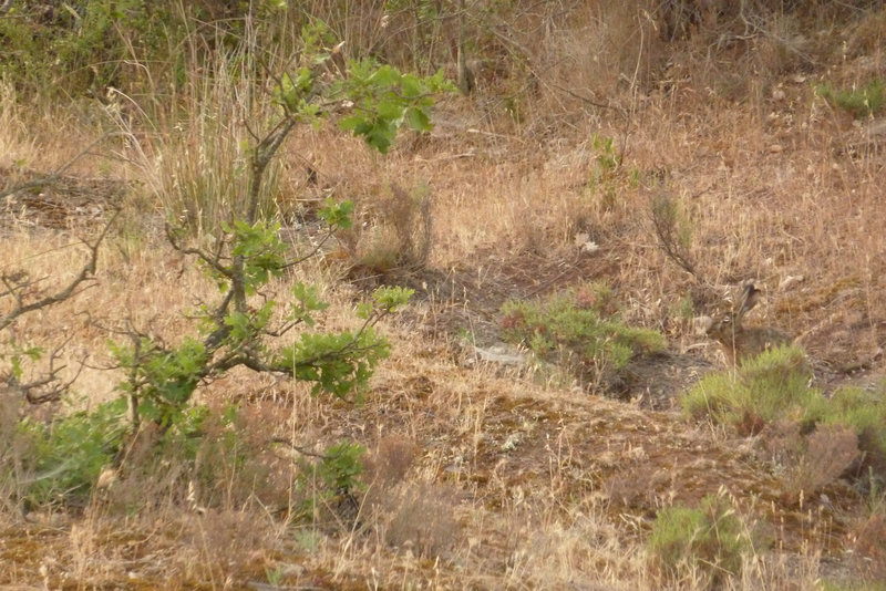 P1110246