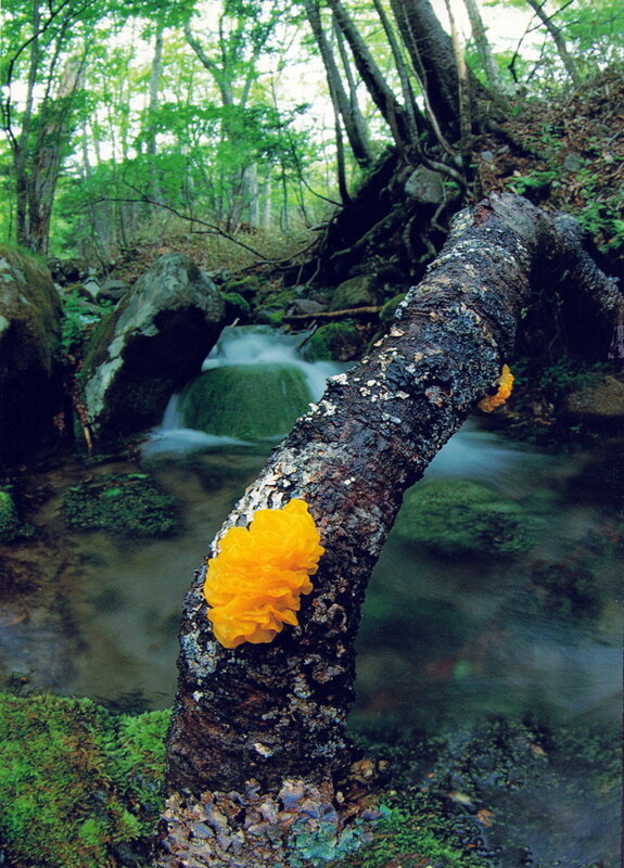 Tremella__mesenterica_Izawa