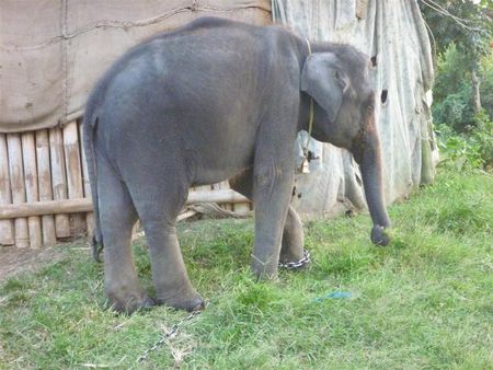baby_elephant__Large_