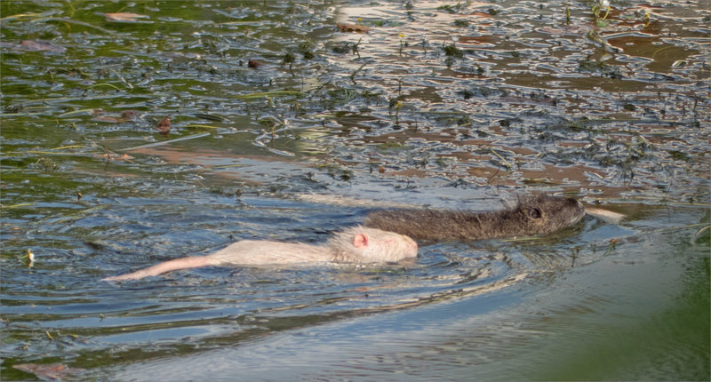 Sèvre ragondins albinos 4 130522