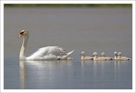 MS_lulu_Moins_famille_cygne_profil_140511