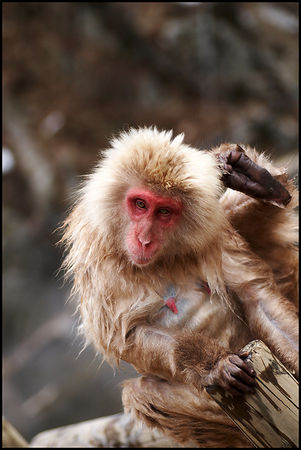 144_Snow_Monkey_7