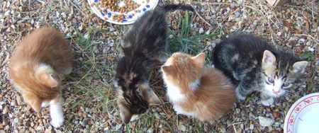 petits_chats_x_4