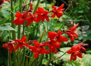 Crocosmia 'Twilight Fairy Crimson' 300