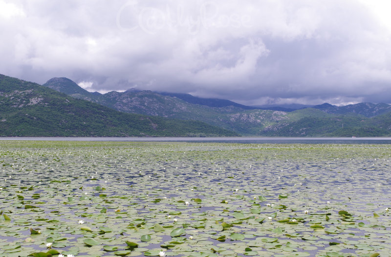 lac de Skadar (24)