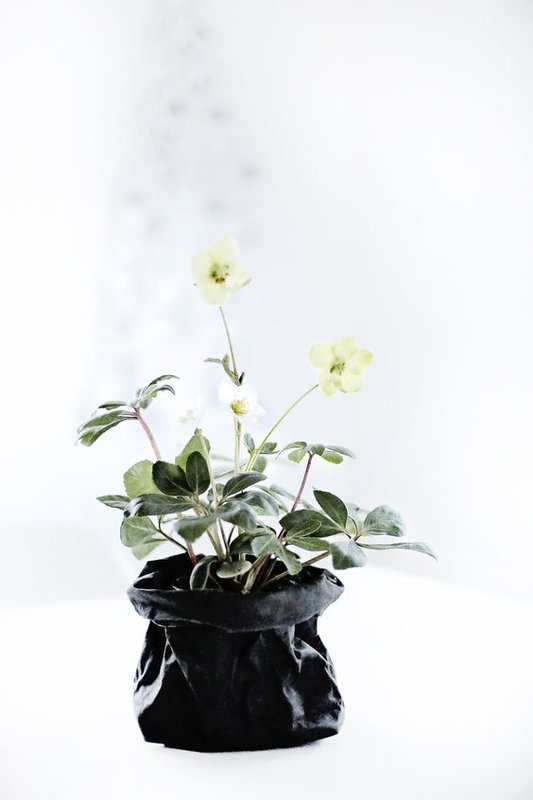 deco_noel_noir_hellebore