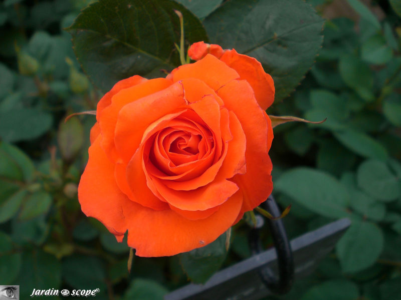 Rose 'France Libre' de chez Delbard