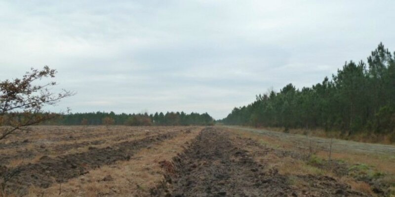 Les blessures de la forêt réparées