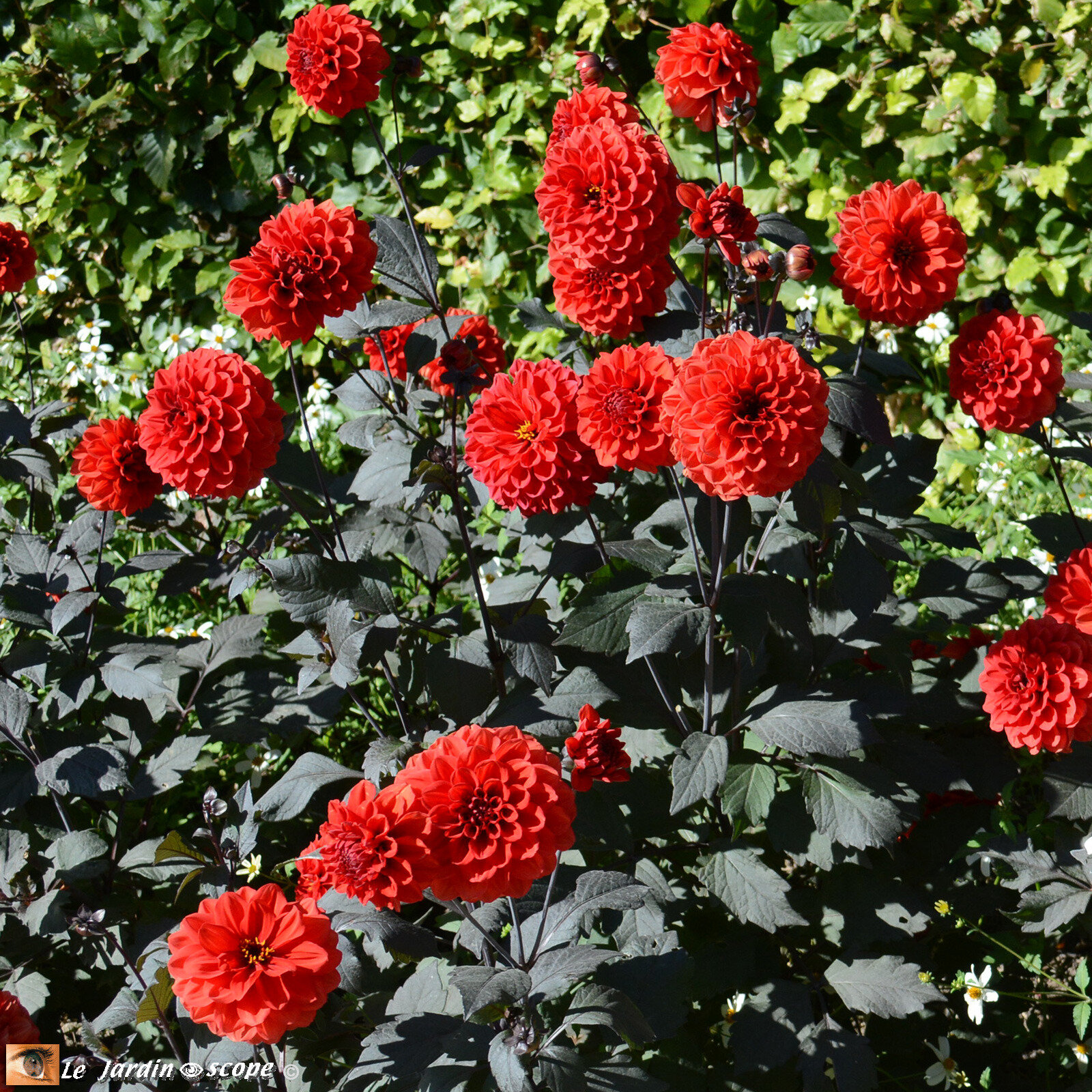 Dahlia Septembre à Paris - (Ernest TURC)