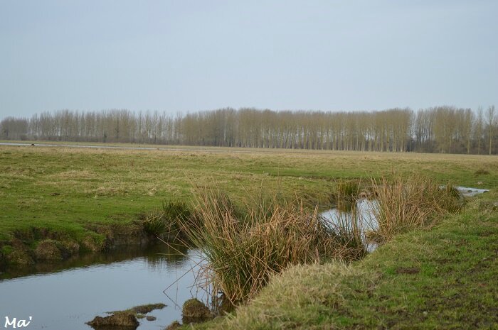 161224_marais_sougeal