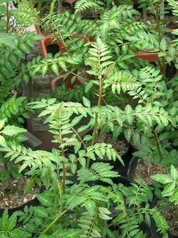 250px_Zanthoxylum_piperitum_leaves_ja01