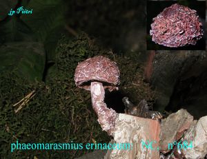 phaeomarasmius_erinaceum_n_684