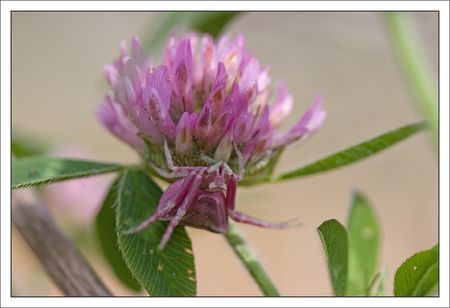 Torfou_thomise_rose_en_position_060610