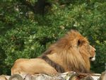 animal_fond_ecran_lion_lions_02