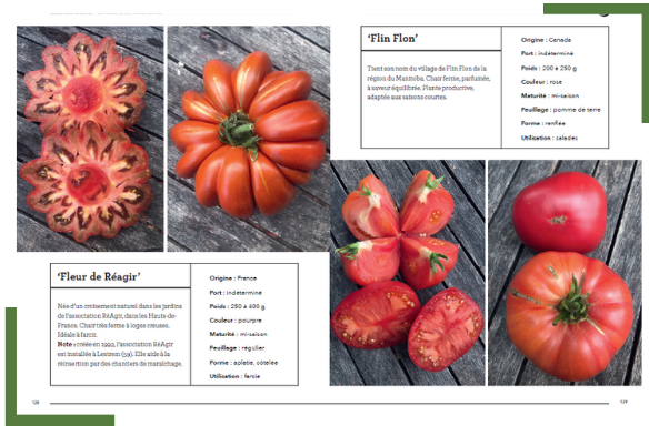 Canva Tomates (2)