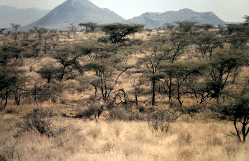 tsavo autruche h